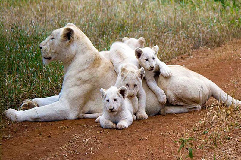 تور آفریقای جنوبی (نوروز 1404)