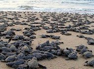 ساحل تخم گذاری لاکپشت ها
