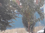 تصویر استخر صدف