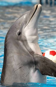 سرای دلفین‌های خوشحال