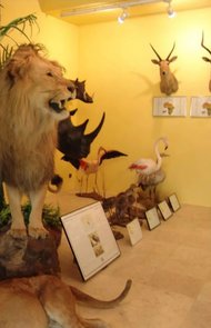 موزه حیات وحش بندرعباس