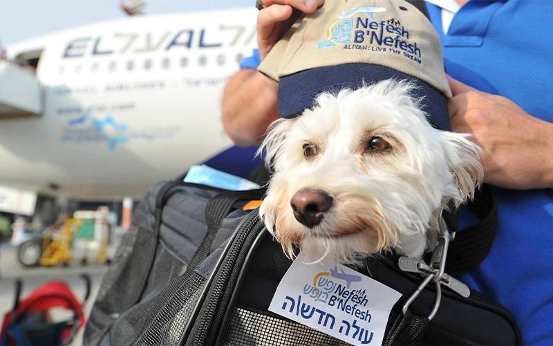 هزینه و شرایط حمل حیوان خانگی با هواپیما، قطار و اتوبوس 17 حمل حیوان خانگی