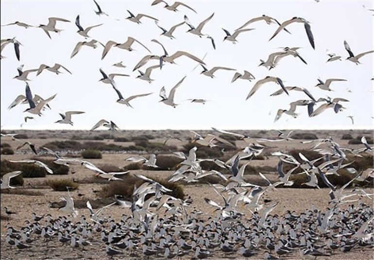 جاهای دیدنی بوشهر