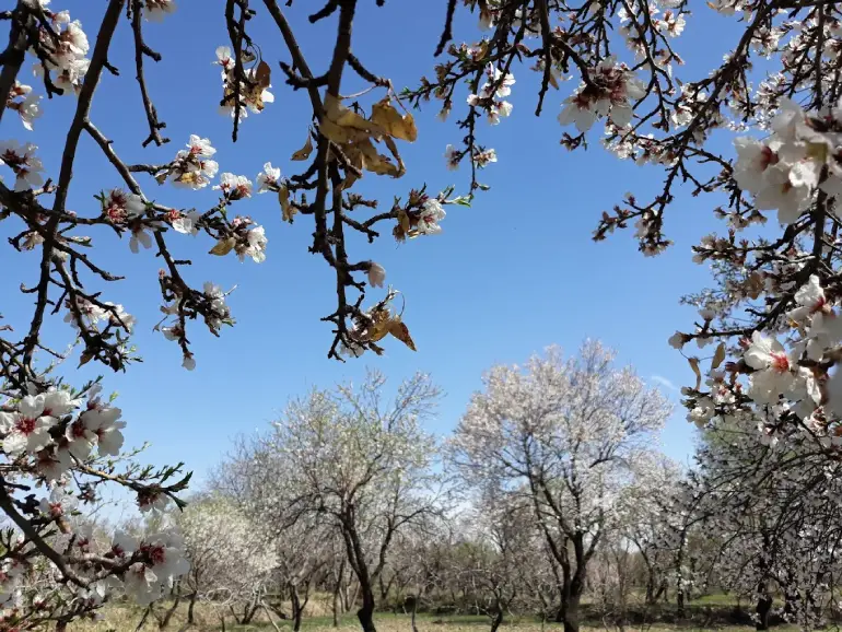 جاهای دیدنی قزوین؛ راهنمای سفر به شهر دروازهها 25 باغستان سنتی قزوین