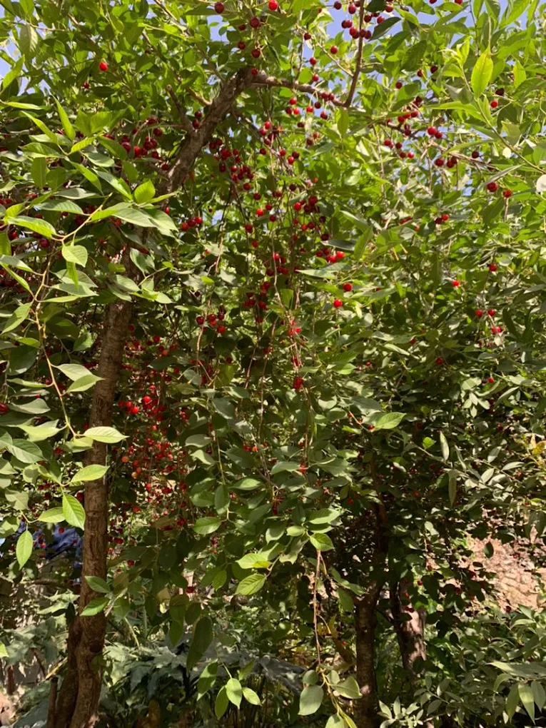 راهنمای سفر به کردان برای یک روز آرامش و دوری از هیاهوی شهر 4 کردان