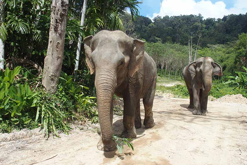 فیل ها - اماکن دیدنی تایلند