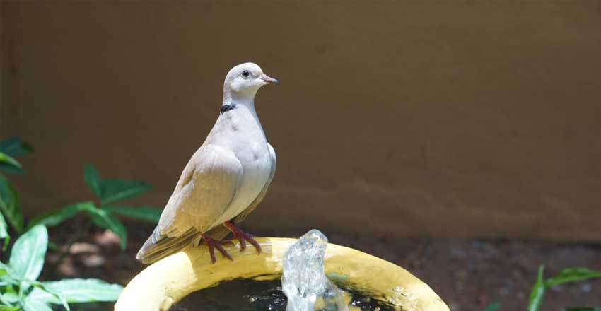 بهشت پرندگان در لنکاوی