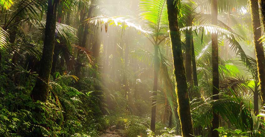 سفر به پورتوریکو - جنگل ملی ال یونگه