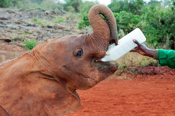 محلی برای دوستی با فیل‌ها - جاهای دیدنی نایروبی