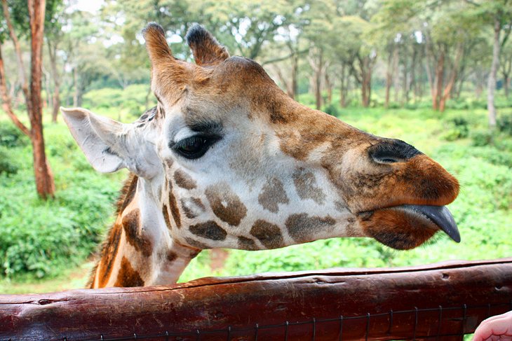 محلی برای دوستی با زرافه‌ها - جاهای دیدنی نایروبی