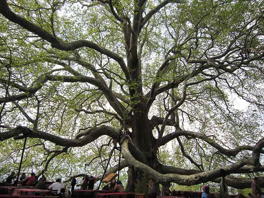 درخت قدیمی اینکایا