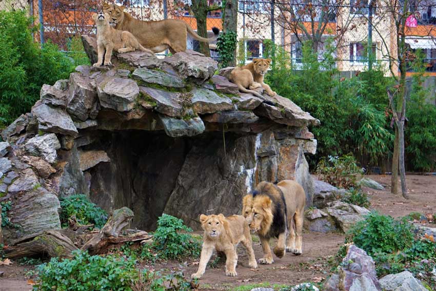 باغ وحش فرانکفورت