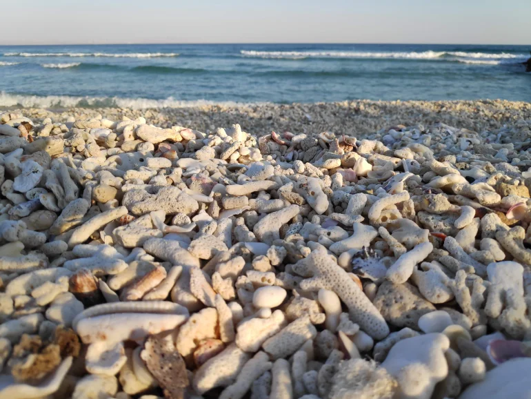 جزیره مارو یا جزیره شیدور؛ مالدیو ایران! | مجله علی بابا