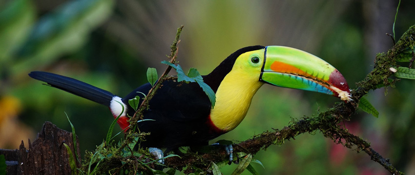 کاستاریکا کشور صلح و زیبایی