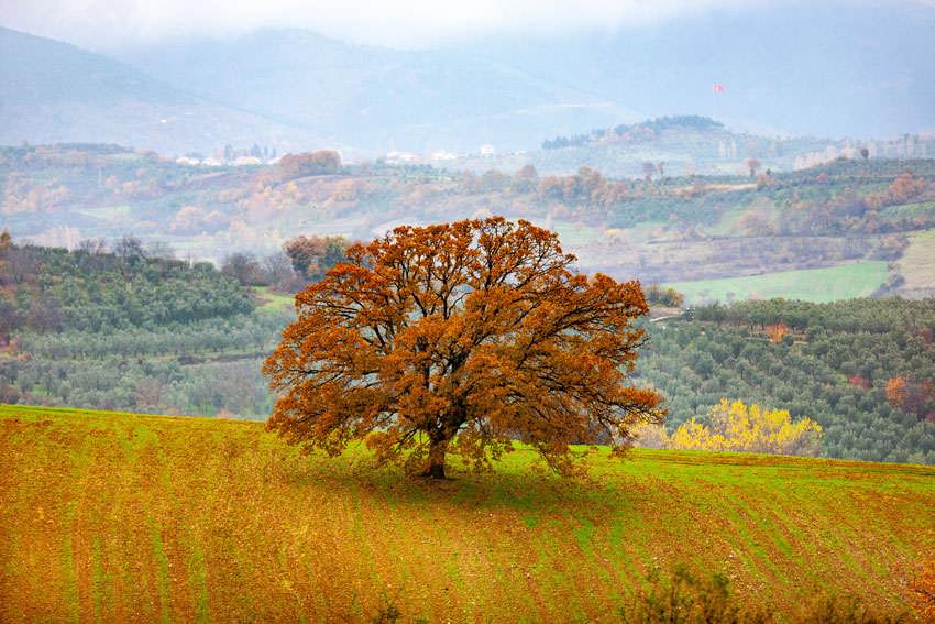 درخت پاییزی - یالووا ترکیه