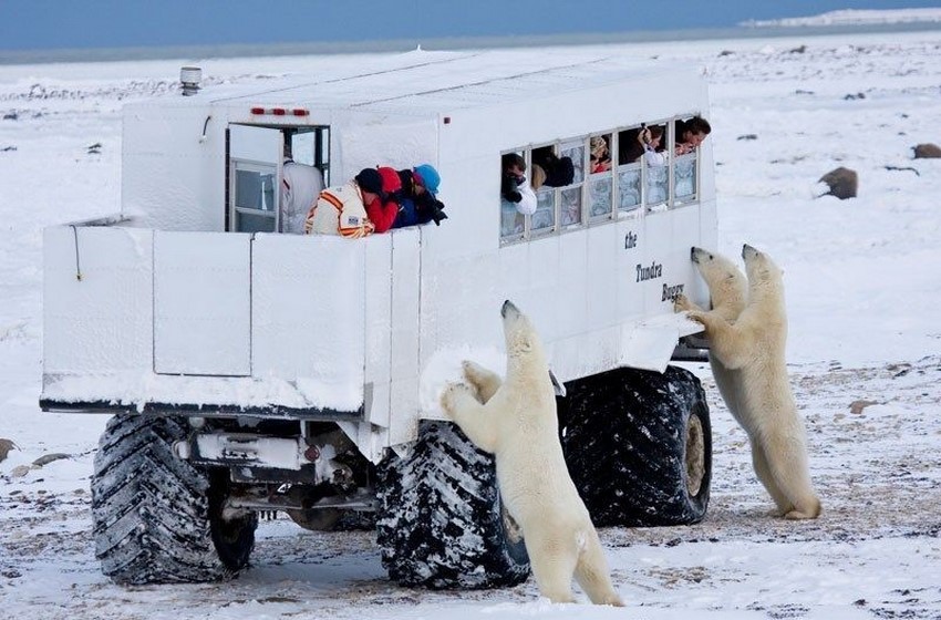 خرس‌های قطبی چرچیل