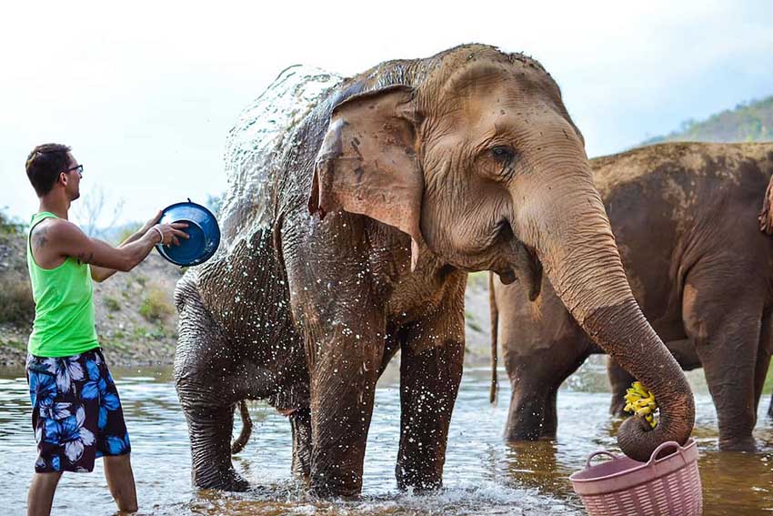 10 Chiang Mai Elephant Nature Park