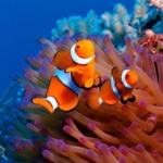 آکواریوم کیش؛ دریچه‌ای به دنیای رنگارنگ زیر آب
