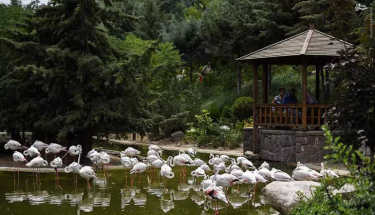 Google Maps باغ پرندگان تهران تاکنون