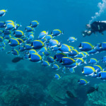 تماشای دنیای زیر آب با بهترین سایت‌های غواصی در قشم