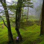 جنگل دالخانی رامسر؛ شیرجه در یک تابلوی قشنگ نقاشی