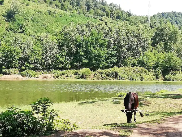 دریاچه سراگاه گیلان یا آیینه تمامقد طبیعت؟ 10 تفریحات دریاچه سراگاه