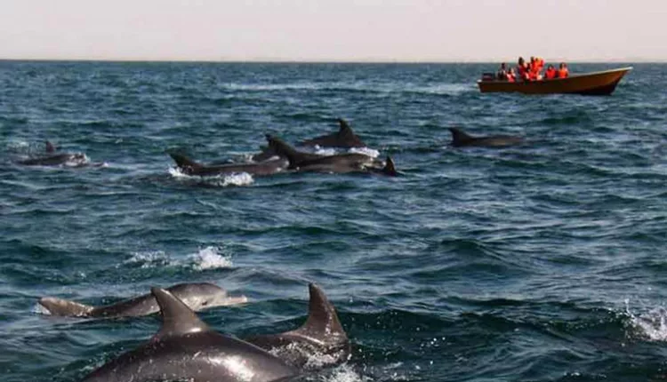 عکس دلفین ها در دریا