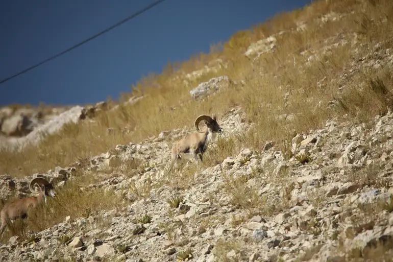 پارک طبیعت پردیسان از جاهای دیدنی بجنورد