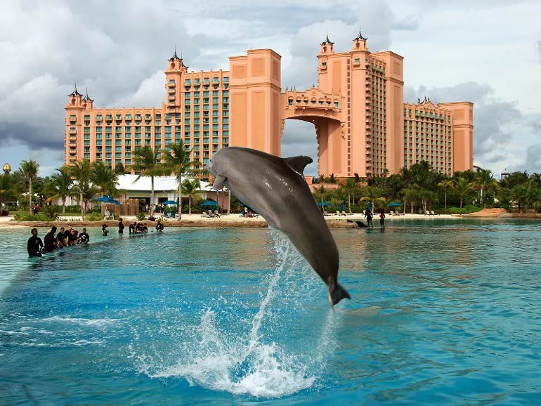 دلفین ها از تفریحات هتل آتلانتیس
