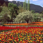 باغ گیاه شناسی تهران؛ سفری دل‌انگیز به دل طبیعت