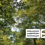 سفرنامه نور: ناتلانه‌های من و پسرم و غُرغُروترین اتومبیل کل تاریخ جهان
