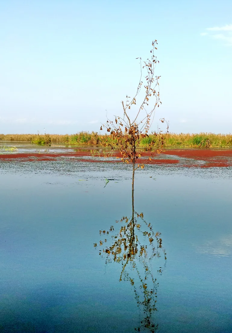 گیاهان مرداب انزلی