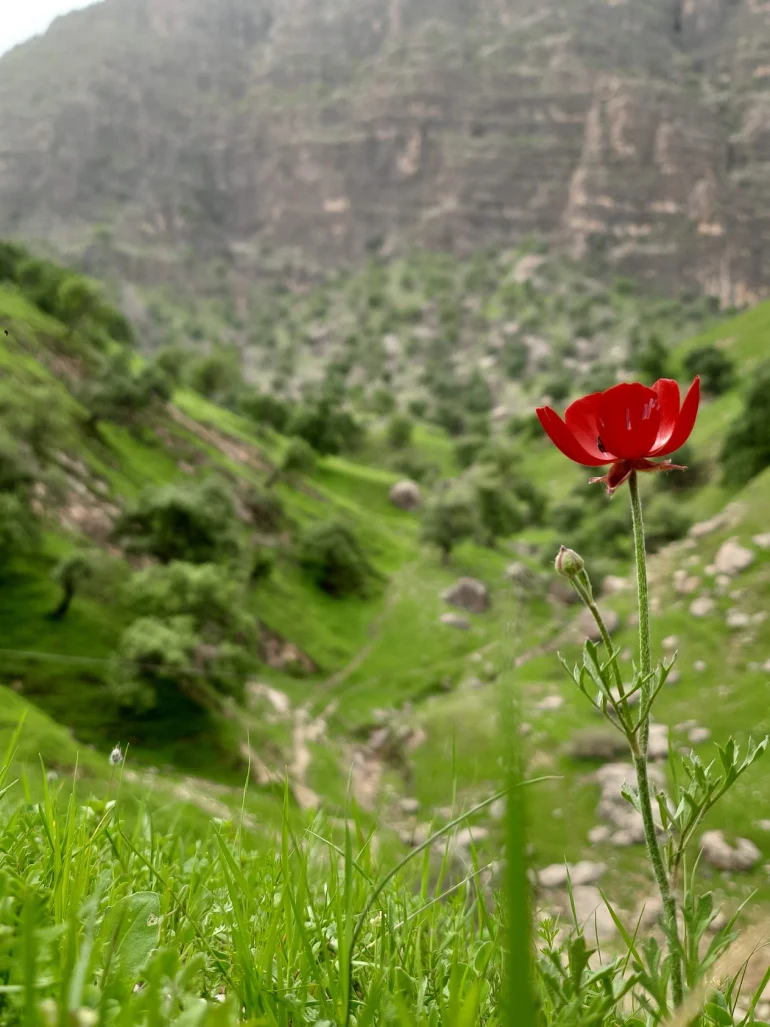 دشت سوسن در ایذه