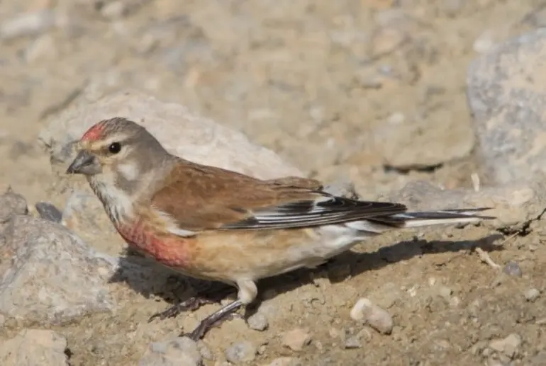 سهره سینه سرخ دشت مشا