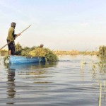 تالاب هامون زابل؛ بزرگ‌ترین پهنه آب شیرین فلات ایران