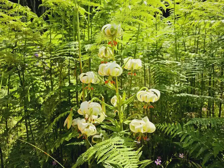 دشت سوسن چلچراغ داماش گیلان