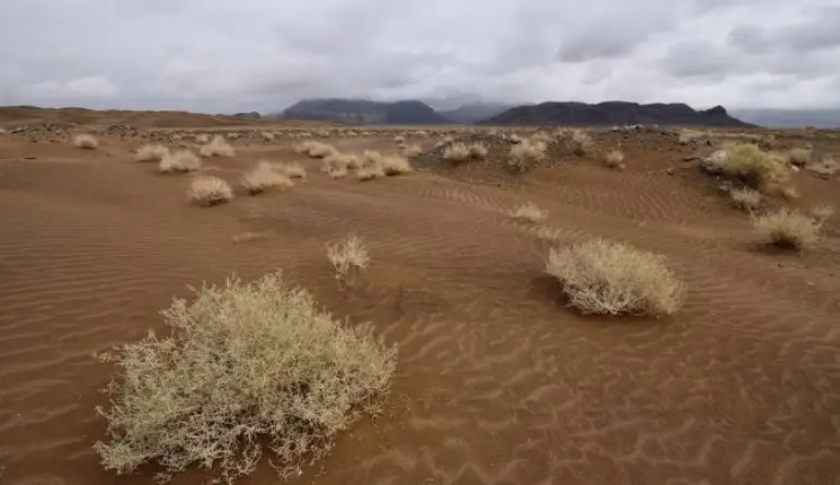 پوشش گیاهی و جانوری دشت کویر