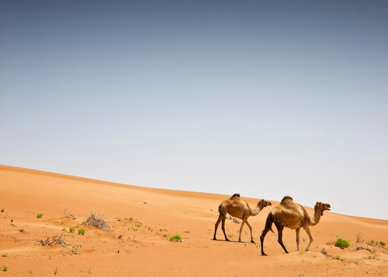 بیابان واهب