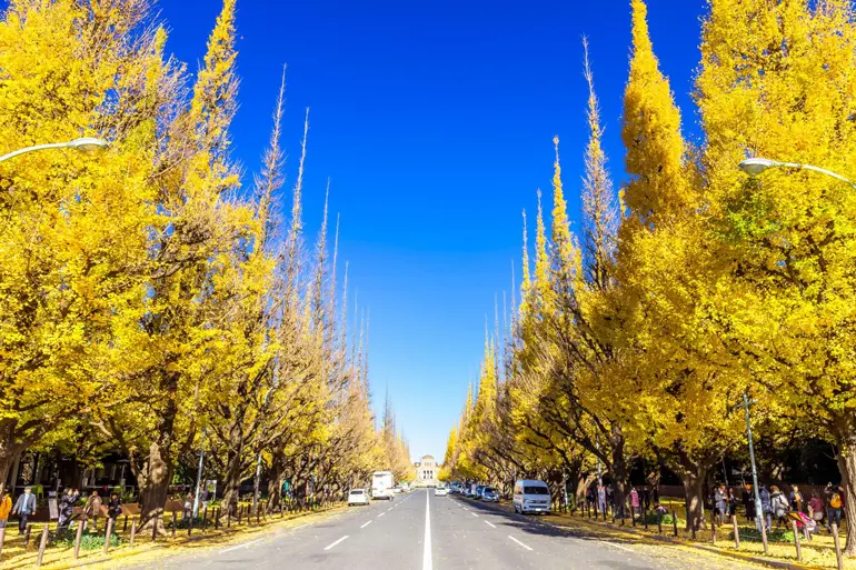 جاهای دیدنی ژاپن که هوش از سرتان میبرد 81 خیابان مجی جینگو گاین