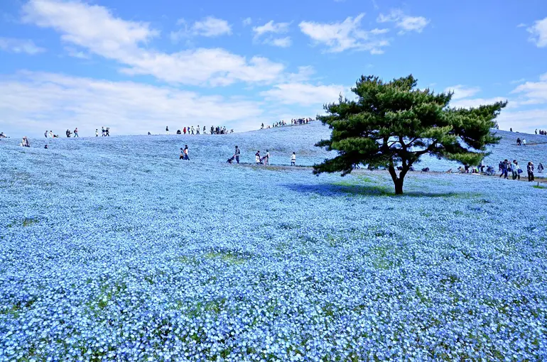 جاهای دیدنی ژاپن که هوش از سرتان میبرد 120 پارک ساحلی هیتاچی
