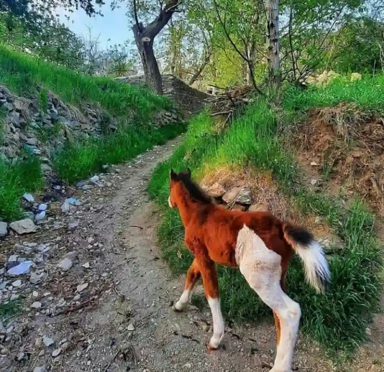 تفریحات روستای وردیج و واریش