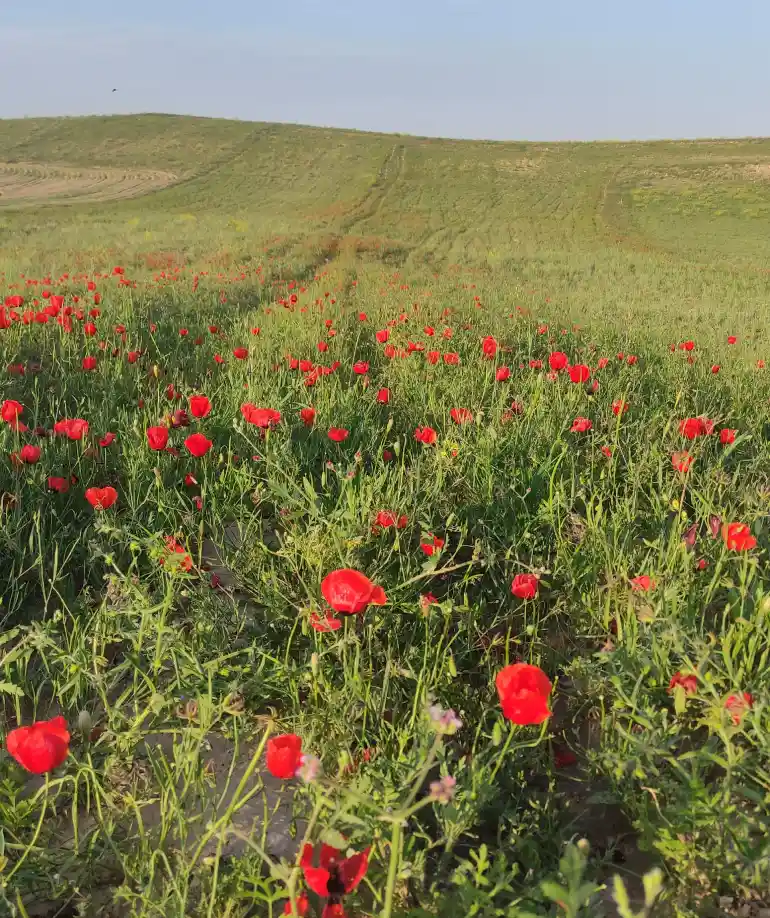 دشت شقایق