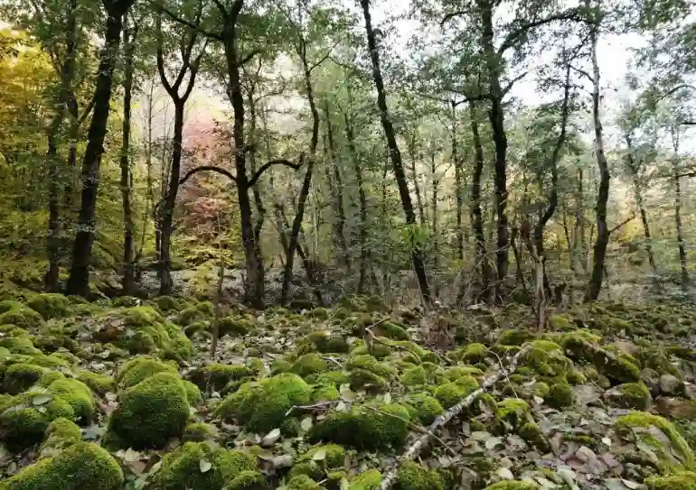 رامیان گلستان