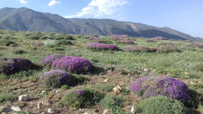 فاصله تهران تا روستای دلیر