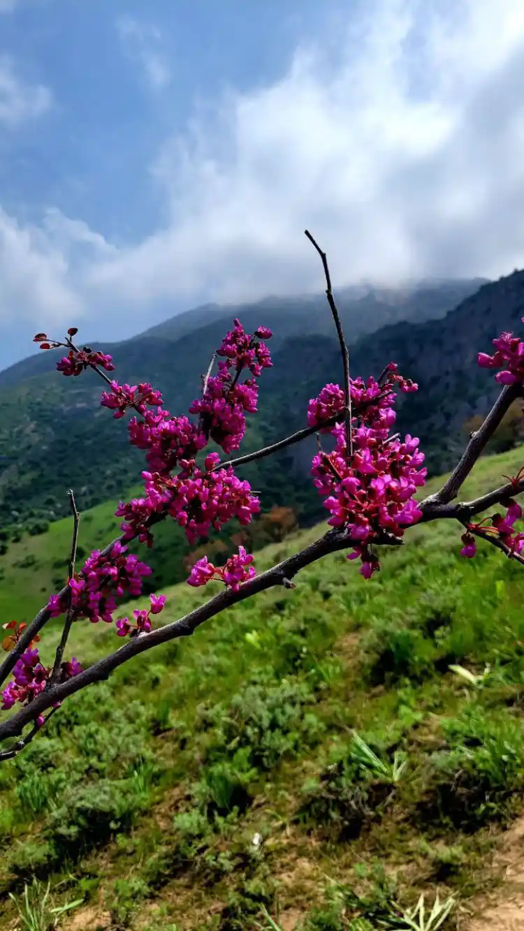 دره چریک مشهد