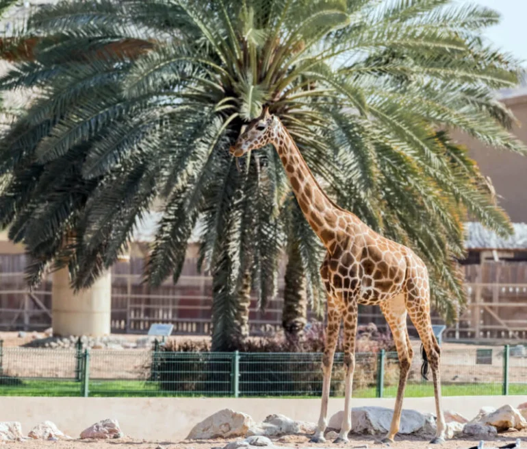 باغ وحش راس الخیمه