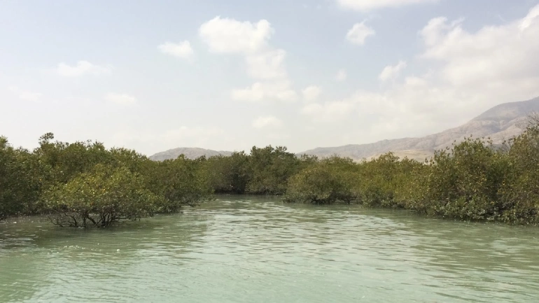 راهنمای سفر به بندر خمیر؛ شهر تالابی هرمزگان 29 جنگل حرا بندر خمیر