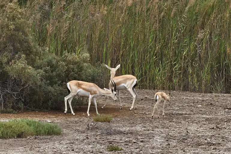 مکان های دیدنی شارجه