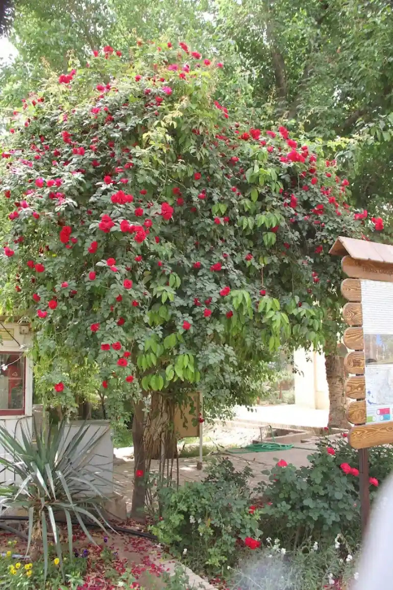 باغ گلشن طبس؛ معجزه سبز کویرهای طبس 32 تزیینات باغ و عمارت