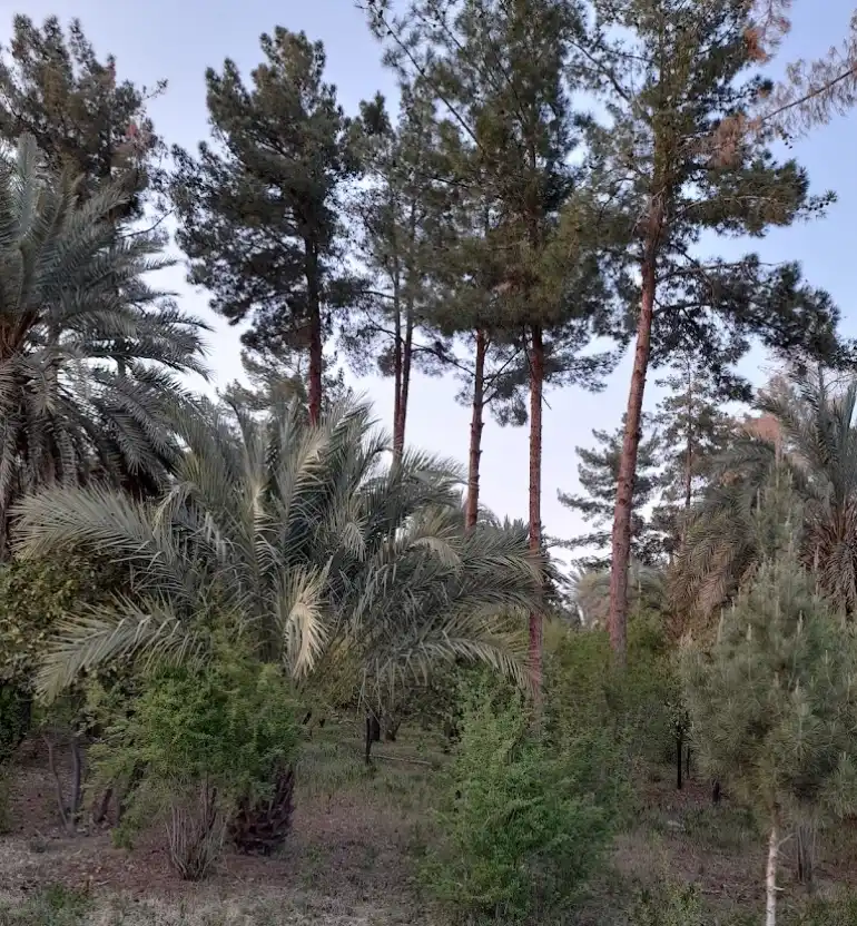 باغ گلشن طبس؛ معجزه سبز کویرهای طبس 21 باغ گلشن طبس